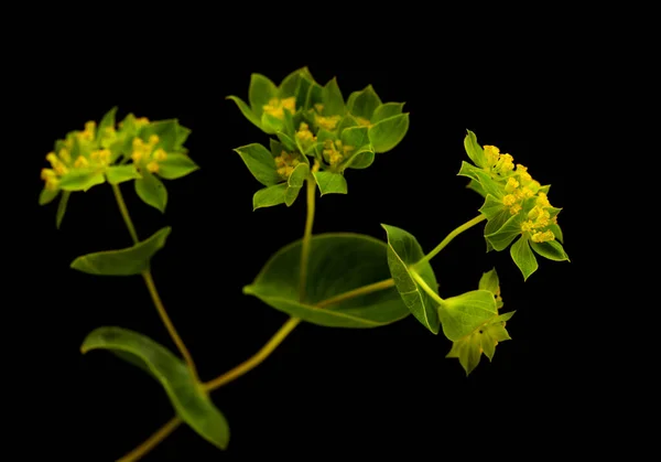 Bupleurum Rotundifolium Hare Ear Hound Ear Plant Branch Isolated Black — Stock Photo, Image