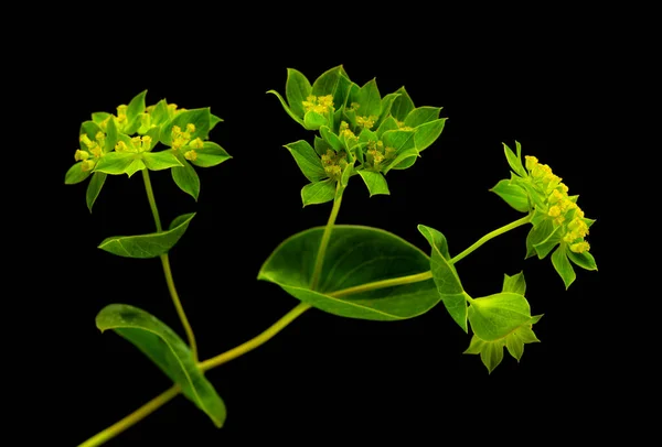 Bupleurum Rotundifolium Ucho Zająca Lub Gałąź Rośliny Psiej Odizolowana Czarnym — Zdjęcie stockowe