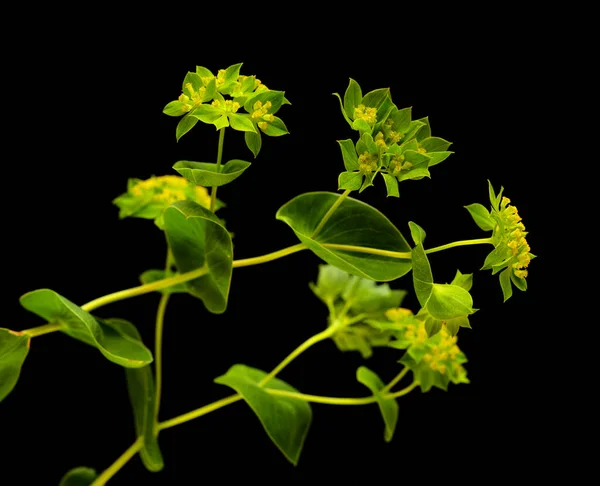 Bupleurum Rotundifolium Haas Oor Hond Oorplant Tak Geïsoleerd Zwarte Achtergrond — Stockfoto