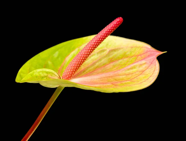 Anthurium Isoliert Auf Schwarzem Hintergrund — Stockfoto