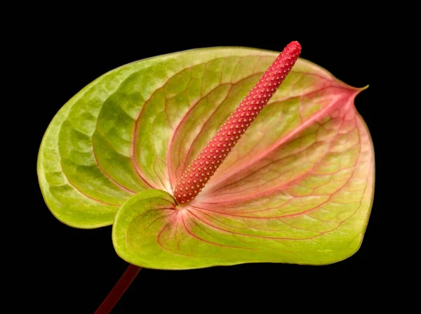 Anthurium Isolé Sur Fond Noir — Photo