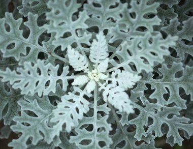 Jacobaea maritima yaprakları, yaygın olarak gümüş ragwort olarak bilinen doğal makro çiçek arkaplanı