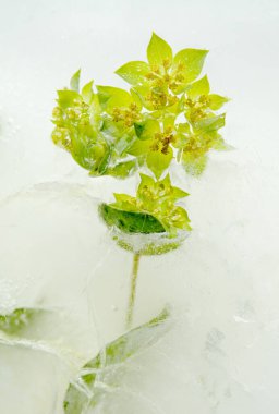 Küçük yuvarlak yapraklar ve yeşil Bupleurum rotundifolium çiçekleri, yuvarlak yapraklı kusursuz balmumu, bir buz bloğu içinde donmuş.