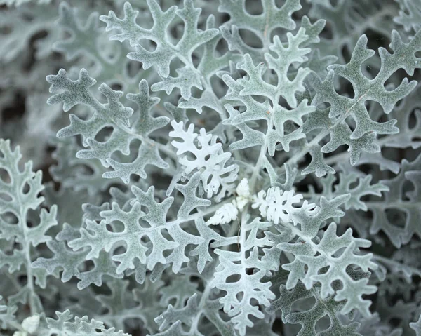 Листья Jacobaea Maritima Широко Известный Серебристый Шелкопряд Натуральный Цветочный Макро — стоковое фото