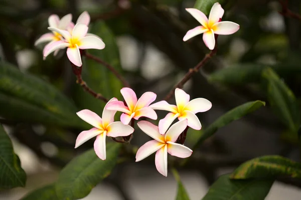 Fundo Macro Natural Com Flores Frangipani Brancas Amarelas — Fotografia de Stock