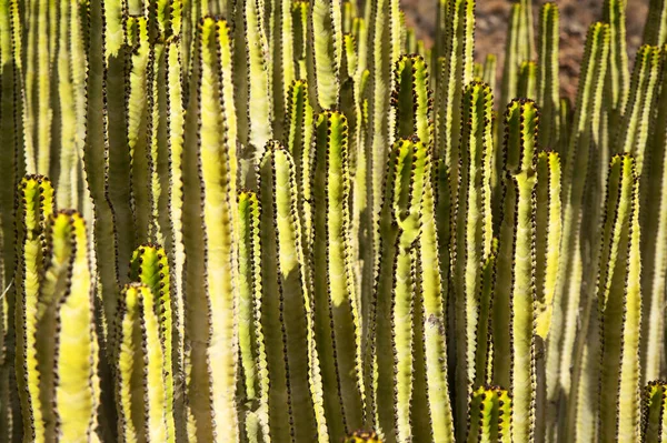 Flóra Gran Canaria Obrovský Shluk Euforbia Canariensis Kaktusovitý Ostruh Botanický — Stock fotografie