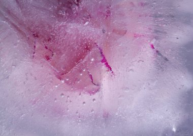 Donmuş bitki, buzdan görünen donmuş bir çiçek deseni.