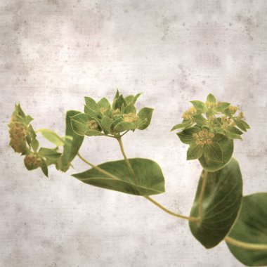 Yaprak bitkisinin yuvarlak yapraklı eski kağıt arka planı