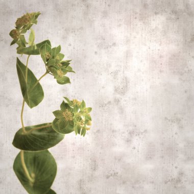Yaprak bitkisinin yuvarlak yapraklı eski kağıt arka planı