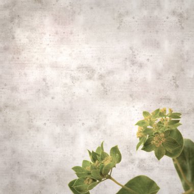 Yaprak bitkisinin yuvarlak yapraklı eski kağıt arka planı