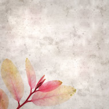 Şık desenli, eski kağıt arka plan. Kar çalısı kıvrımlı, pembe yapraklı Breynia disticha.