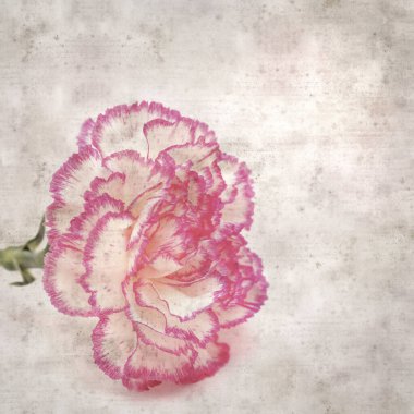 Pembe kenarlı açık krem karanfilli şık desenli eski kağıt arka plan