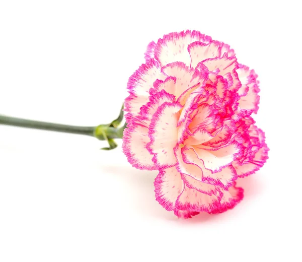 Mooie Witte Anjer Met Roze Randen Geïsoleerd Witte Achtergrond — Stockfoto