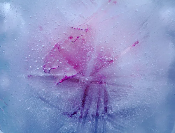 Flora Congelada Textura Gelada Com Uma Flor Congelada Visível Através — Fotografia de Stock