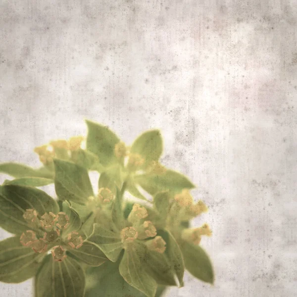 Stylish Textured Old Paper Background Foliage Plant Leaved Bupleurum — Stock Photo, Image