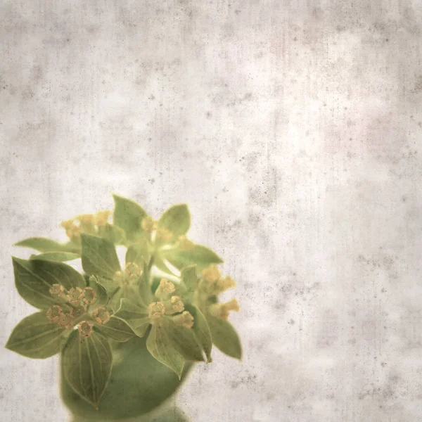 Yaprak Bitkisinin Yuvarlak Yapraklı Eski Kağıt Arka Planı — Stok fotoğraf