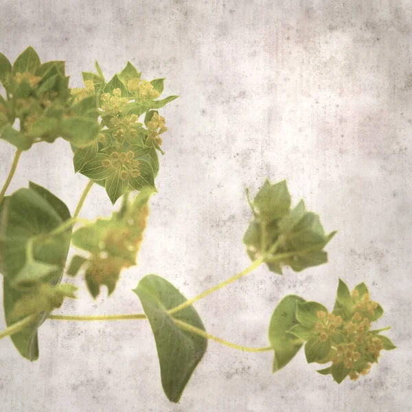 Élégant Fond Texturé Vieux Papier Avec Feuillage Plante Rond Feuillu — Photo