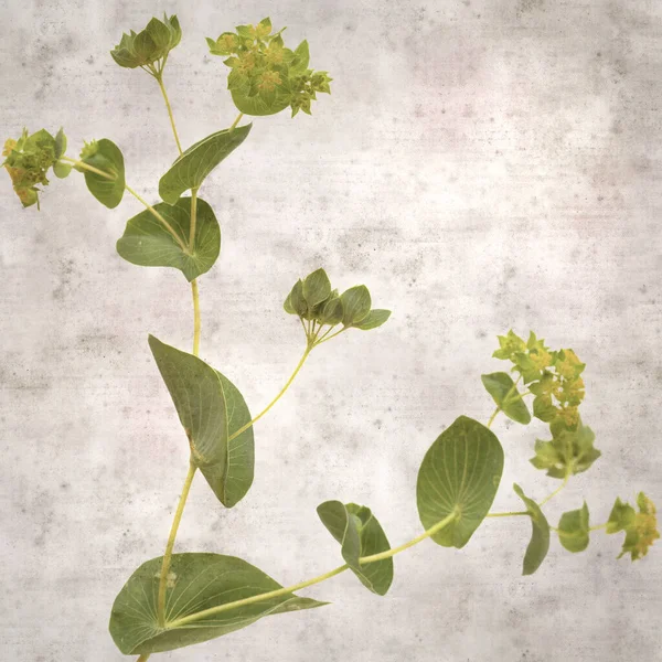 Stylish Textured Old Paper Background Foliage Plant Leaved Bupleurum — Stock Photo, Image