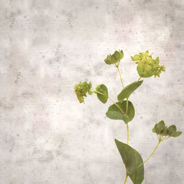 Yaprak Bitkisinin Yuvarlak Yapraklı Eski Kağıt Arka Planı — Stok fotoğraf