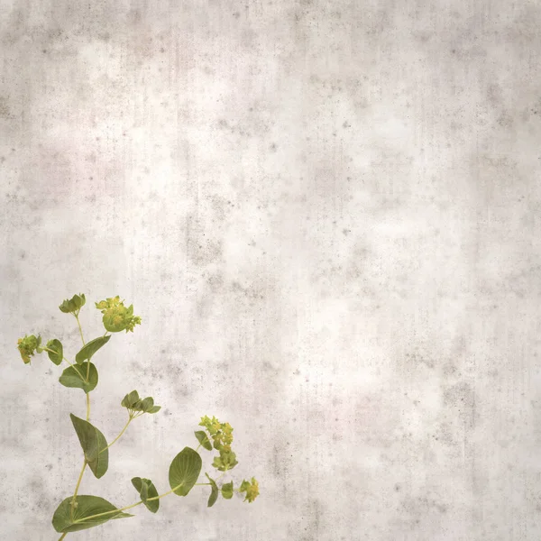 Stilvolle Strukturierte Alte Papier Hintergrund Mit Laub Pflanze Runde Blatt — Stockfoto
