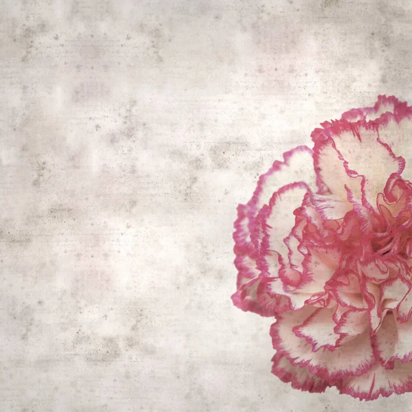 浅色奶油康乃馨与粉红边的风格质感古纸背景 — 图库照片