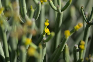 Gran Canaria 'dan Flora - Euphorbia aphylla, Kanarya Adaları' na özgü yapraksız spurge