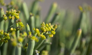 Gran Canaria 'dan Flora - Euphorbia aphylla, Kanarya Adaları' na özgü yapraksız spurge