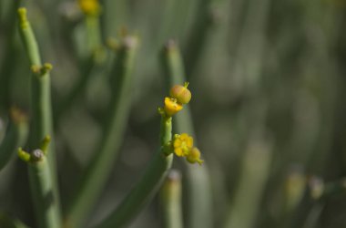 Gran Canaria 'dan Flora - Euphorbia aphylla, Kanarya Adaları' na özgü yapraksız spurge