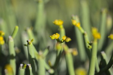 Gran Canaria 'dan Flora - Euphorbia aphylla, Kanarya Adaları' na özgü yapraksız spurge