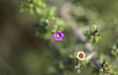 Gran Canaria 'dan Flora - Lycium intricatum, Kanarya Adaları' na özgü deniz dikenli diken