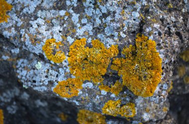 Kaya doğal arka planda lichens