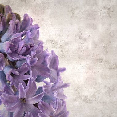 Sümbül çiçekli eski kağıt arkaplan 