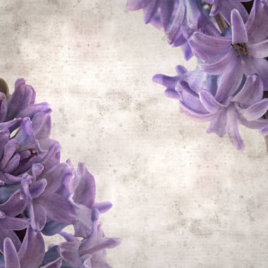 Sümbül çiçekli eski kağıt arkaplan 