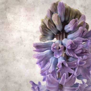 Sümbül çiçekli eski kağıt arkaplan 