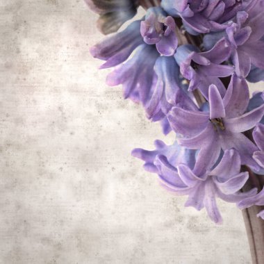 Sümbül çiçekli eski kağıt arkaplan 