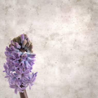 Sümbül çiçekli eski kağıt arkaplan 