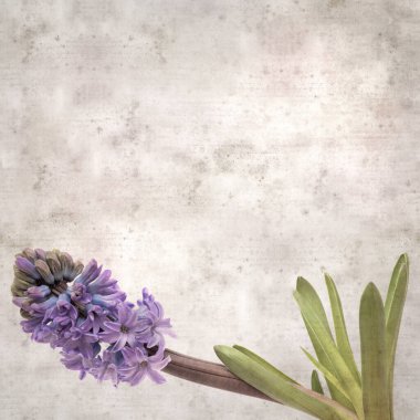 Sümbül çiçekli eski kağıt arkaplan 