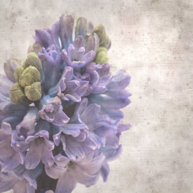 Sümbül çiçekli eski kağıt arkaplan 