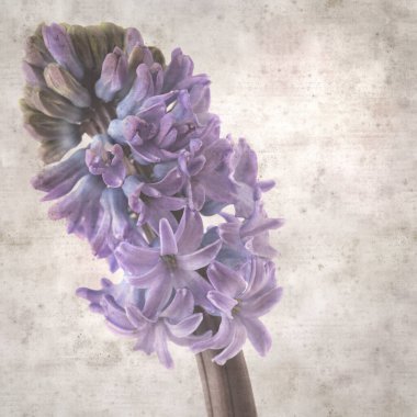 Sümbül çiçekli eski kağıt arkaplan 