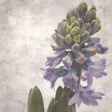 Sümbül çiçekli eski kağıt arkaplan 