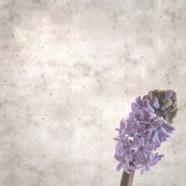 Sümbül çiçekli eski kağıt arkaplan 