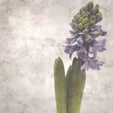 Sümbül çiçekli eski kağıt arkaplan 