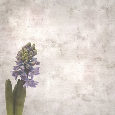 Sümbül çiçekli eski kağıt arkaplan 