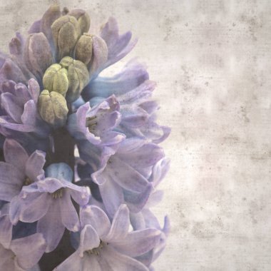 Sümbül çiçekli eski kağıt arkaplan 