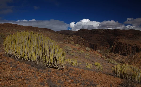 Gran Canaria, adanın güney kesimindeki çılgın Barranco del Toro çevresindeki yürüyüş rotası boyunca uzanan manzaralar, mağaralar ve mağaralarla dolu, San Agustin tatil köyüne yakın, kış yağmurlarından sonra vadide sular akıyor.