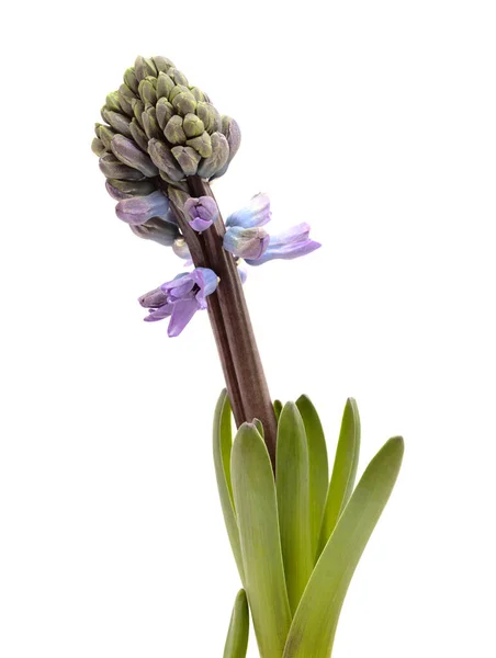 Blå Hyacint Blommande Spik Isolerad Vit Påtvingad Vinter Glödlampa — Stockfoto