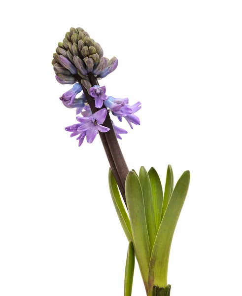 Blå Hyasint Blomstrende Spiss Isolert Hvit Tvungen Vinterpære – stockfoto