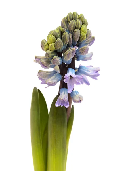 Blå Hyasint Blomstrende Spiss Isolert Hvit Tvungen Vinterpære – stockfoto