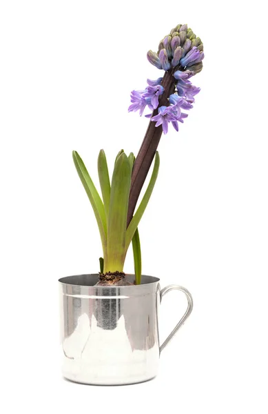 Blue Hyacinth Flowering Spike Isolated White Forced Winter Bulb — Stock Photo, Image