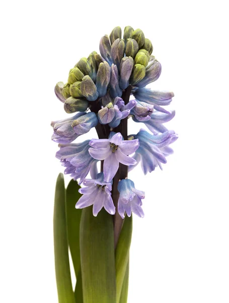 Blue Hyacinth Flowering Spike Isolated White Forced Winter Bulb — Stock Photo, Image